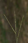 Common carpetgrass